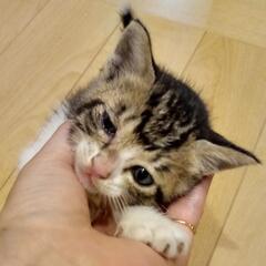 子猫ちゃん　写真撮れました