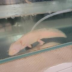 レア！ウーパールーパーゴールデンラメ入り　ペット