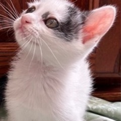 ちっちゃい可愛い兄弟猫