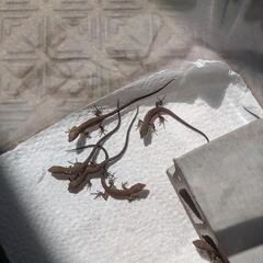【受付停止中】カナヘビの赤ちゃん