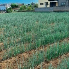 農業ボランティア