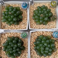 多肉植物　ハオルチア属オブツーサ