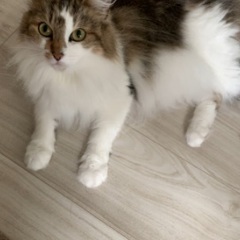 生後5歳ノルウェージャンフォレストキャット♀ - 猫