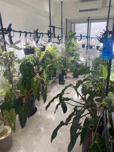 フィロデンドロン ストロベリーシェイクphilodendron