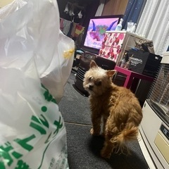 ミックス犬カット