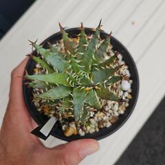 アロエ　エリナケア　1鉢の画像