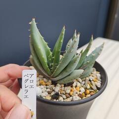 アロエ　ペグレラエ　２株入り　1鉢