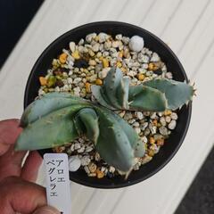 アロエ　ペグレラエ　２株入り　1鉢の画像
