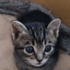 きじトラ女の子　里親さん募集しています🐈
