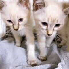 珍しい！シャム系ブルーアイのめちゃかわいい兄妹にやんず。