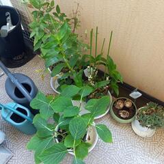 紫陽花　クレマチス　欄　他
