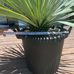 取引中　
Yuccaロストラータ　生活雑貨 家庭用品 ガーデニングの画像