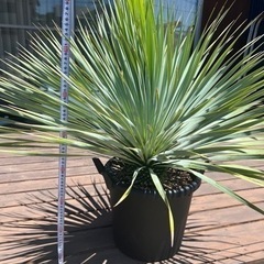 取引中　
Yuccaロストラータ　生活雑貨 家庭用品 ガーデニングの画像