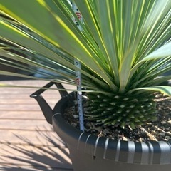 取引中　
Yuccaロストラータ　生活雑貨 家庭用品 ガーデニングの画像