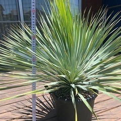 取引中　
Yuccaロストラータ　生活雑貨 家庭用品 ガーデニングの画像
