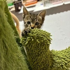 お顔が愛らしいキジトラくん　お話し中