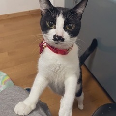 甘えたな親猫
