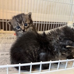 ふわふわの子猫