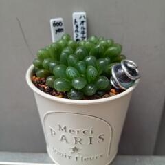 多肉植物　ハオルチア　オブツーサの画像