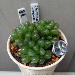 多肉植物　ハオルチア　オブツーサ