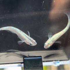 夜桜ミックス メダカの卵と針子