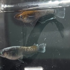 レッドクリフdarktype メダカの卵と針子