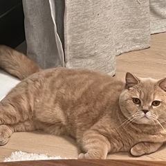 ブリティッシュショートヘア3歳男の子