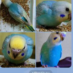 セキセイインコ雄