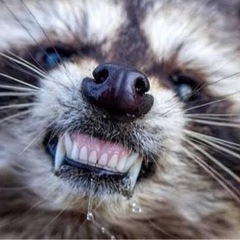 狩猟や害獣駆除で出た不要なアライグマ、シカ、タヌキを譲って頂きた...