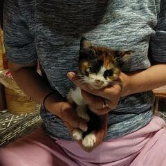 三毛猫、茶トラの姉妹