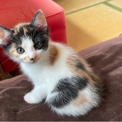 ありがとうございます　ずっとのお家が決まりました！