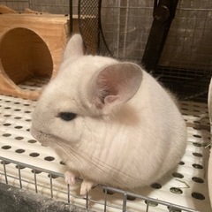 チンチラ　パイド　メス　1歳1ヶ月