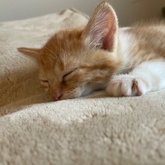 ありがとうございます。里親さま決まりました