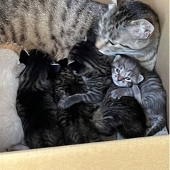 野良猫の子猫生後10日