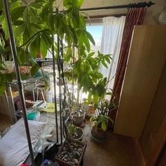 観葉植物6つ　¥0
