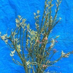 大銀竜（観葉植物）