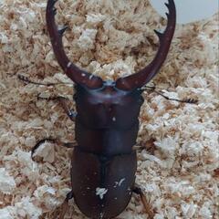 アスタコイデスノコギリクワガタ♂♀ペア
