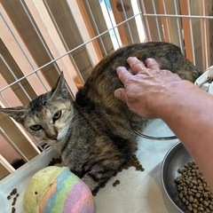 サビ猫のやさいいお母さん瑠璃子