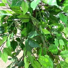 フェイクグリーン　観葉植物　高さ約150cm 程　の画像