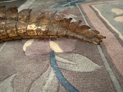 ワニの剥製
