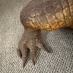 ワニの剥製の画像