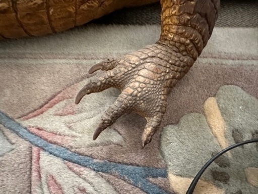 ワニの剥製