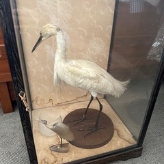 サギの剥製の画像