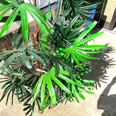 フェイクグリーン　観葉植物　高さ約106cm 程の画像