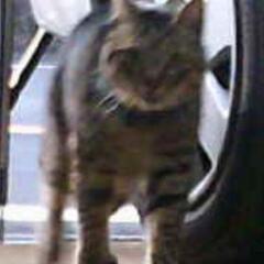 迷子猫を探しています！ - 坂戸市
