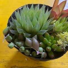 多肉植物の画像