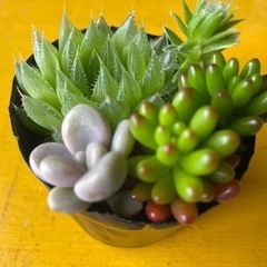 多肉植物の画像