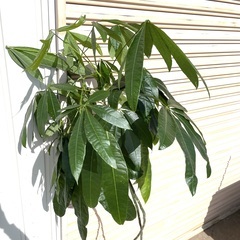 本物の観葉植物　２m程　　支柱がなく曲がっております。