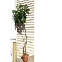本物の観葉植物　２m程　　支柱がなく曲がっております。の画像