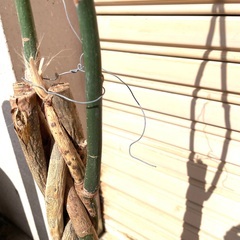 本物の観葉植物　２m程　　支柱がなく曲がっております。の画像